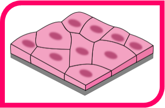Image for option A