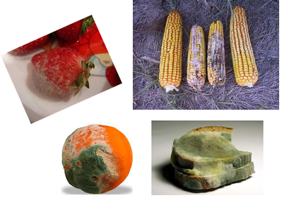 Causa de descomposiciòn de productos: