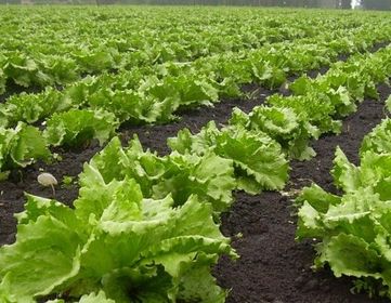 CULTIVO DE HORTALIZAS "LECHUGA"