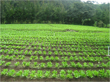 INICIACIÓN DEL CULTIVO