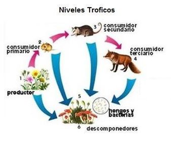 Niveles