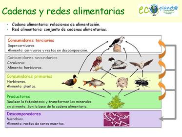 Tipos de consumidores