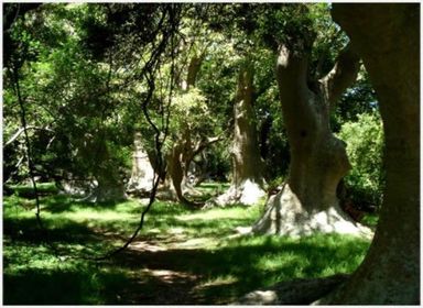 Ecosistemas del Uruguay. Montes