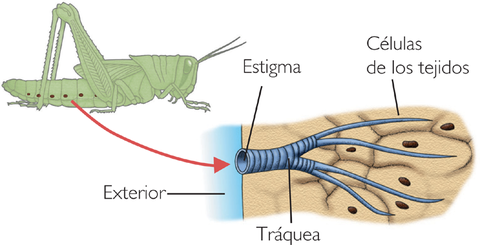 INSECTOS: