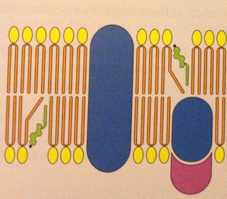 Labeling the Fluid Mosaic Model