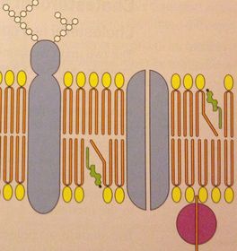 Labeling the Fluid Mosaic Model