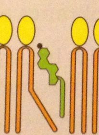 Cholesterol