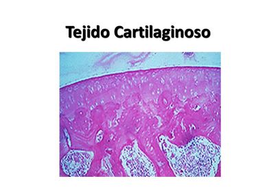 TEJIDO CARTILAGINOSO.