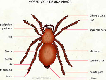 LAS ARAÑAS:
