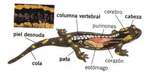 ANFIBIOS: