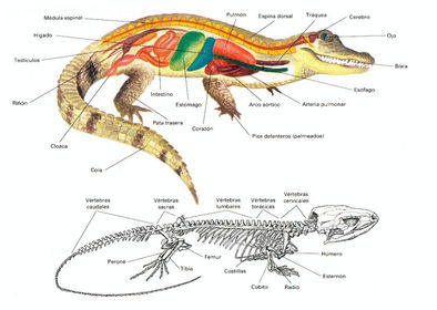 REPTILES