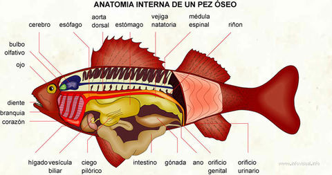 PECES: