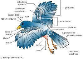 AVES:
