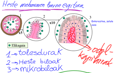 Xurgapena