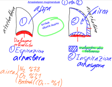 Arnasgora eta arnasbera