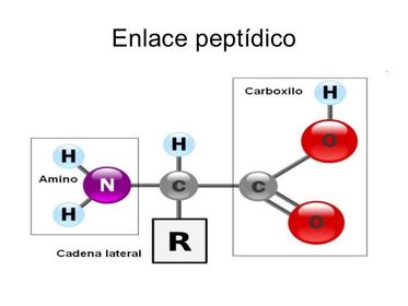 PRESENTACIÓN ELECTRÓNICA DE: MACROMOLÉCULAS
