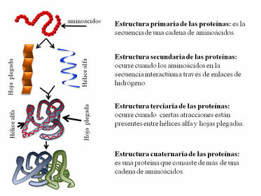 Macromoléculas naturales