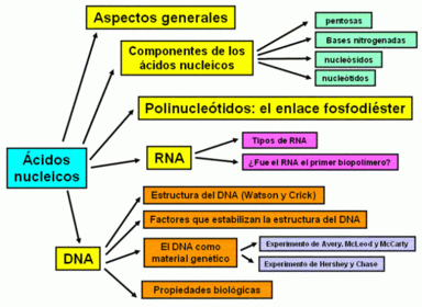 LA CORTEZA TERRESTRE, MACROMOLÉCULAS