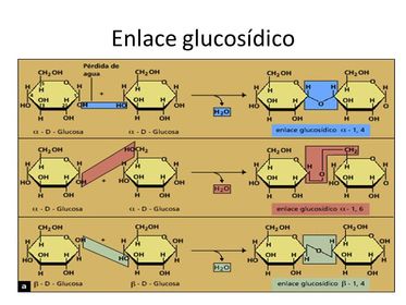 Enlaces glucosídico y peptídico