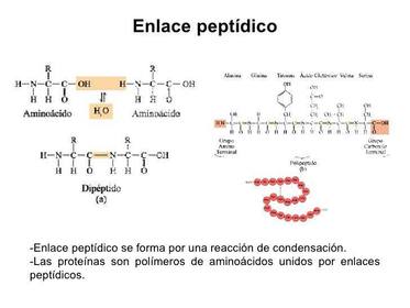 Enlaces glucosídico y peptídico