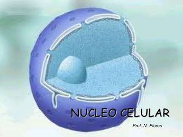 NÚCLEO
