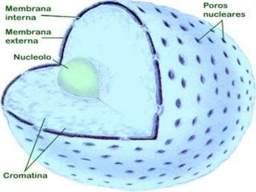 POROS NUCLEARES