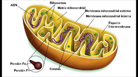 MITOCONDRIA