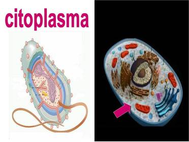 CITOPLASMA