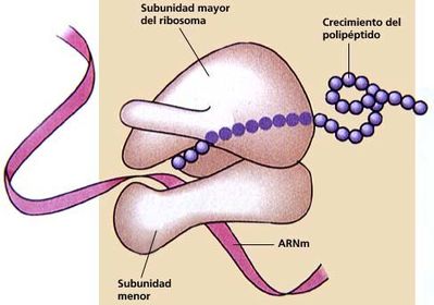 RIBOSOMAS