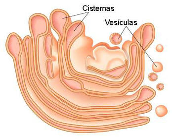 VESICULAS