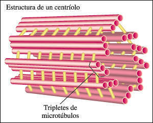 CENTRIOLOS