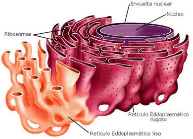 RETICULO ENDOPLASMATICO