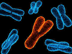CROMOSOMAS
