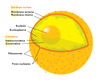 MEMBRANA NUCLEAR