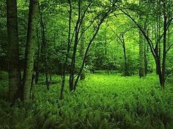 Un bosque