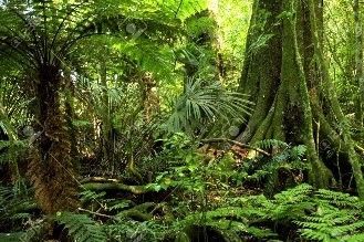Selva