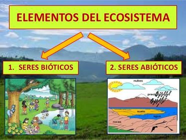 componentes básicos de los ecosistemas