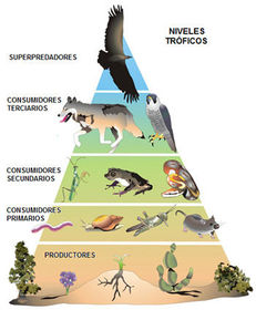 Niveles Troficos