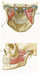 Músculo pterigoideo medial