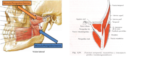 Fascia pterigoidea
