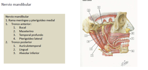 Nervio mandibular