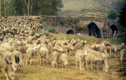 SIGLO XV : 3.000.000 de ovejas