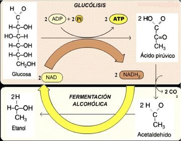 Alcohólica