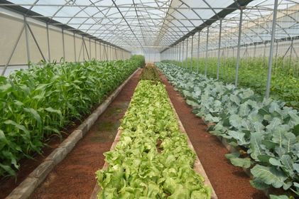 GAMMA: Gremios y Asociaciones de Productores Agrícolas