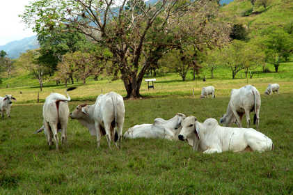 Fedegan