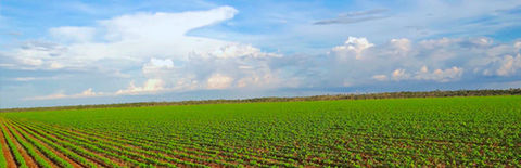MINISTERIO DE AGRICULTURA