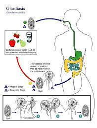GIARDIA LAMBLIA
