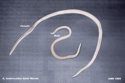ASCARIS LUMBRICOIDES