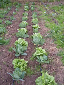 Entre col y col lechuga