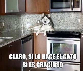 MY PETS
